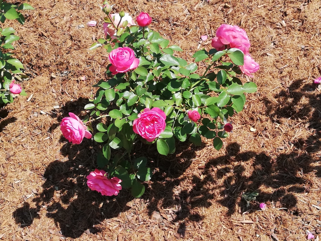 ściółka Topbuxus Carpet