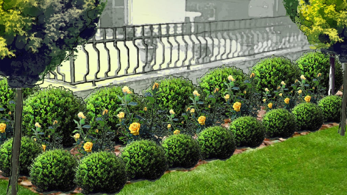 Najlepsze produkty do pielęgnacji bukszpanu